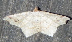 Macaria aemulataria