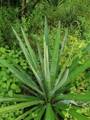 Agave vivipara