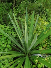 Agave vivipara
