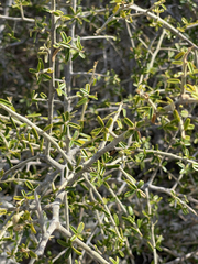 Atamisquea emarginata