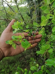 Sideroxylon lanuginosum