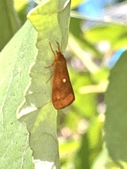 Virbia aurantiaca