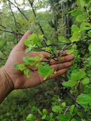 Sideroxylon lanuginosum
