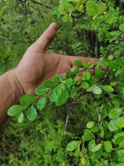 Sideroxylon lanuginosum