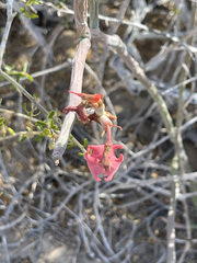 Euphorbia lomelii