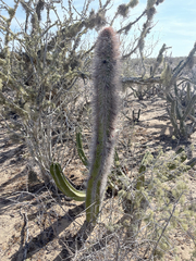 Lophocereus schottii