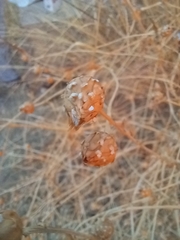 Mantisalca salmantica