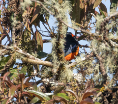 Anisognathus igniventris