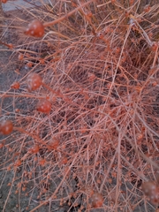 Mantisalca salmantica