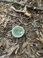 Virescentinae