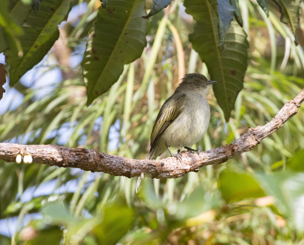 Bolivian Tyrannulet