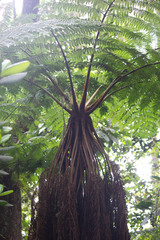 Cyatheales