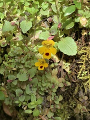 Erythranthe alsinoides