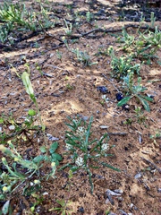 Blennospora drummondii