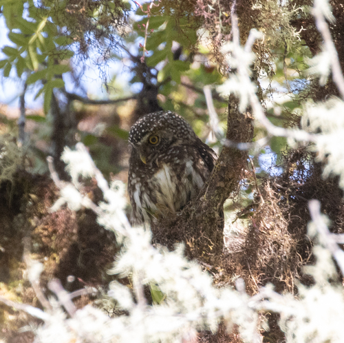 Yungas Pygmy Owl (Glaucidium bolivianum), photo 3