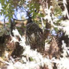 Glaucidium bolivianum