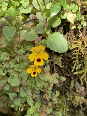 Erythranthe alsinoides