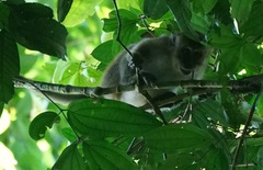 Macaca fascicularis