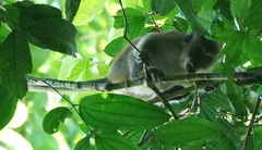 Macaca fascicularis