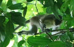 Macaca fascicularis