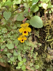 Erythranthe alsinoides