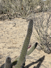 Stenocereus gummosus