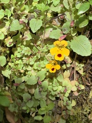 Erythranthe alsinoides