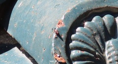 Chrysididae