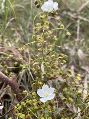 Drosera planchonii