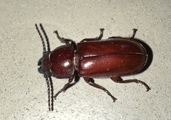 Neandra marginicollis
