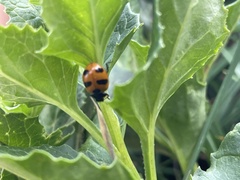 Coccinella monticola