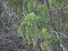 Juglans nigra