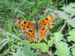 Polygonia oreas