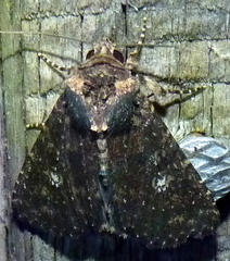 Condica vecors