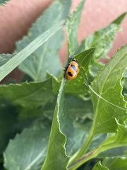 Coccinella monticola