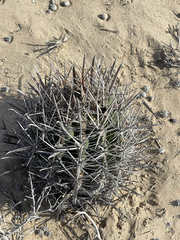 Ferocactus santa-maria