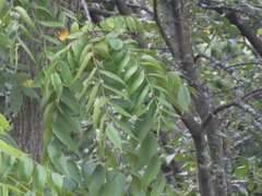 Juglans nigra