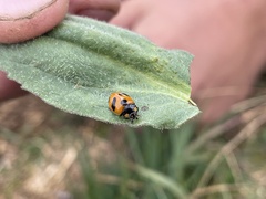 Coccinella monticola