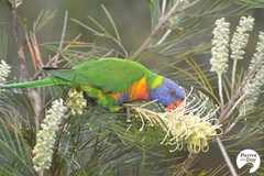 Trichoglossus moluccanus