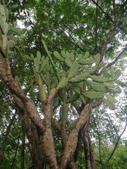 Opuntia karwinskiana