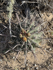 Ferocactus santa-maria