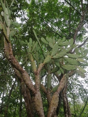 Opuntia karwinskiana