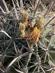 Ferocactus santa-maria