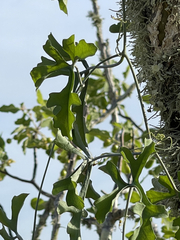 Ibervillea sonorae