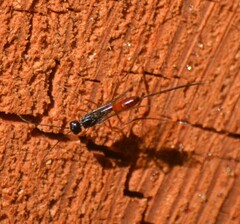 Aulacidae