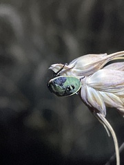 Chlorochroa