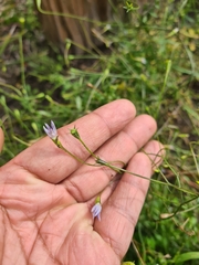 Wahlenbergia gracilis