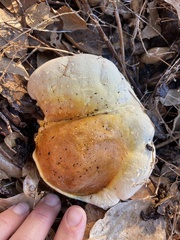 Ganoderma polychromum