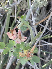Euphorbia lomelii