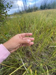 Juncus balticus ater